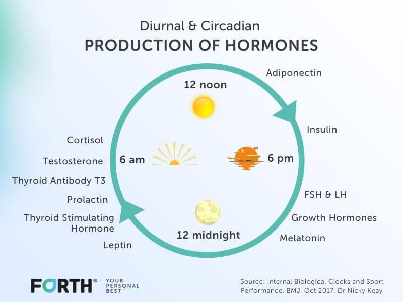 How Are Hormones Tuned Into Our Biological Clocks