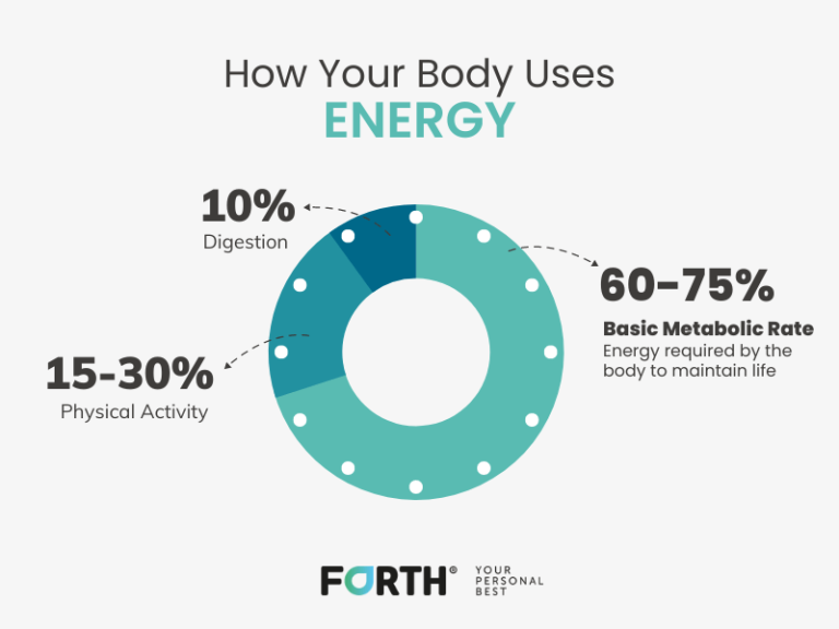 how-does-metabolism-affect-weight-forth