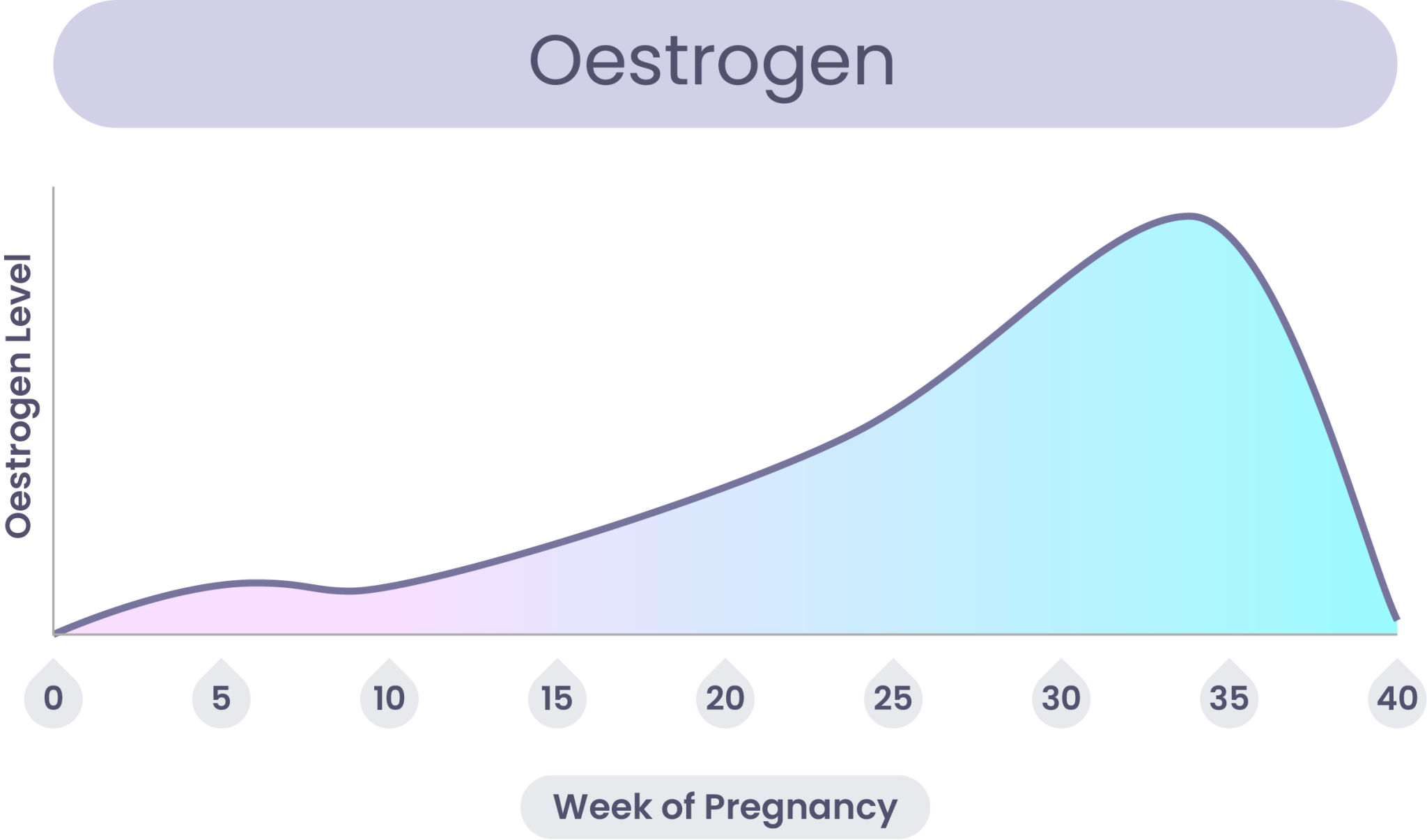 three-main-types-of-estrogen-infographics-estradiol-estrone-and